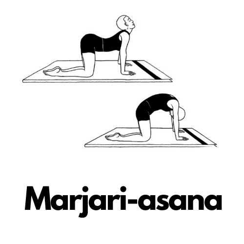 Marjari-asana